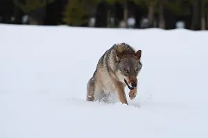 Czech: European Wolf-adult is crossing a snow covered meadow, Czech
