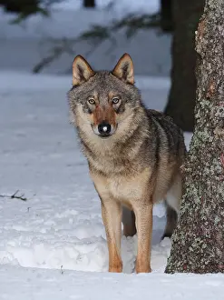 Behind: European Wolf-adult in winter is standing behind