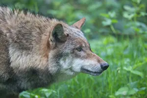 040321: European Wolf - adult wolf portrait - Germany