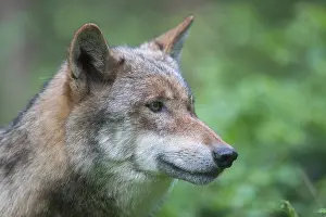 040321: European Wolf - adult wolf portrait - Germany