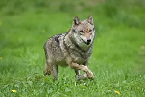 101121: European Wolf - adult wolf running - Germany
