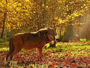 Howling: European Wolf-adult wolf is standing in autumn forest