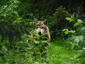 Behind: European Wolf-adult wolf is standing behind a bush