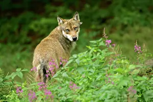 Fireweed: European Wolf - adult wolf standing on forest clearing