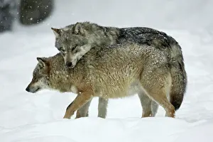 Leader: European Wolf - alpha male showing affection towards