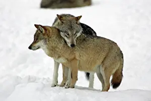 Leader: European Wolf - alpha male showing affection towards