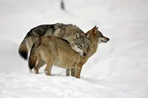 Leader: European Wolf - alpha male showing affection towards