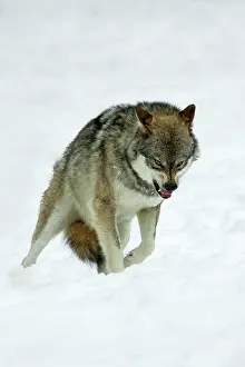 Rank: European Wolf - animal snarling to other pack members