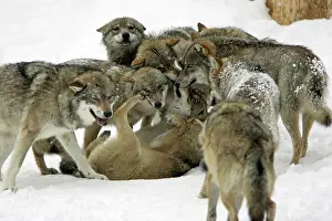 Hierarchy: European Wolf - animals showing respect to female