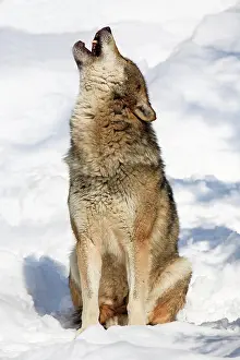Howl: European wolf, Bavarian Forest National Park, Germany