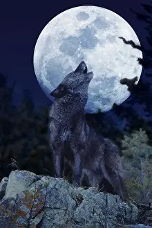 Moonlight: European Wolf (canis lupus), Adult Baying at the Moon