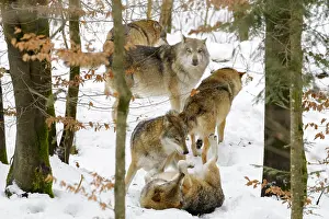 Meat: European wolf (Canis lupus lupus) pack, playing