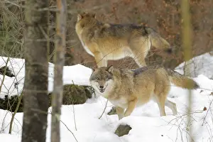 Worms: European Wolf (Canis lupus lupus) pair looking at