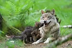 Suckle: European wolf (Canis lupus lupus) with pup, puppy