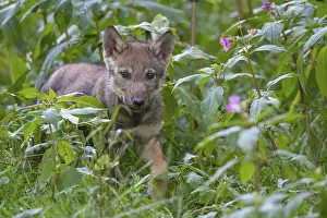 Persons: European Wolf (Canis lupus) young walking in meadow