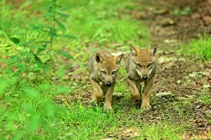 Strolling: European Wolf cubs - two young strolling through