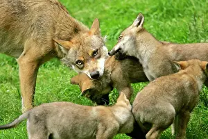 Famlies: European Wolf family - she-wolf and cubs teasing