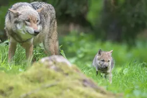 040321: European Wolf - female with puppy - Germany