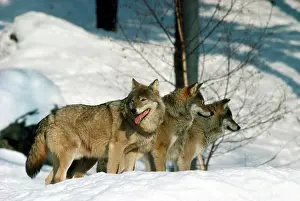 Canus: EUROPEAN WOLF - GROUP