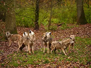 Howling: European Wolf-groupe of them are standing in autumn