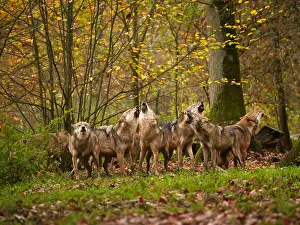 Howling: European Wolf-groupe of them are standing in autumn