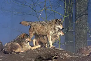 040319: European Wolf-groupe of them are standing on a forest