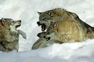 Rival: European Wolf - male and female alpha wolf attacking