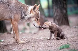 Greeting: EUROPEAN WOLF - mother and cub almost touching noses
