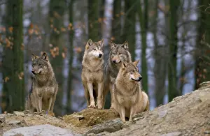 Packs: European Wolf - pack
