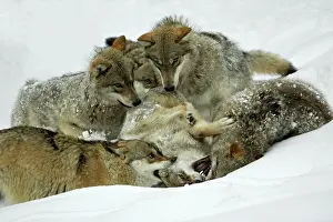 Members: European Wolf - pack members play fighting in snow
