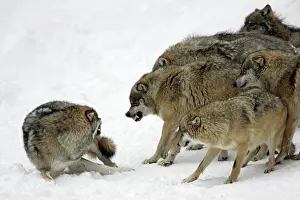 Rank: European Wolf - pack showing aggresssion towards