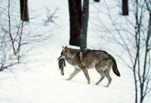 Kill: EUROPEAN WOLF - with rabbit prey in mouth, walks