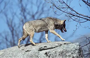 Outs: EUROPEAN WOLF - on rock