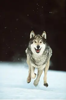 Wolves: European WOLF - runnning in snow
