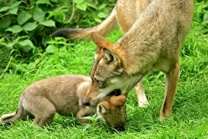 Drag: European Wolf - She-Wolf about to drag off cub