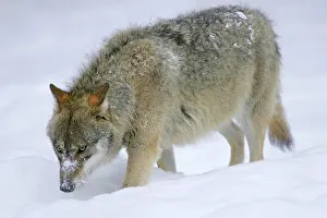Strolling: European Wolf in snow - adult strolling through snow