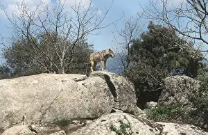 Outs: EUROPEAN WOLF - standing on rock
