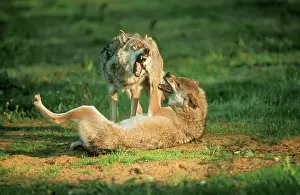 Hierarchy: European Wolf - threatening behaviour