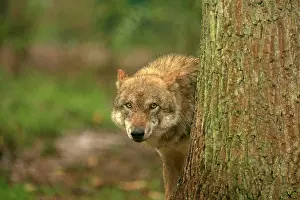 Nervous: European Wolf - behind a tree - controlled conditions