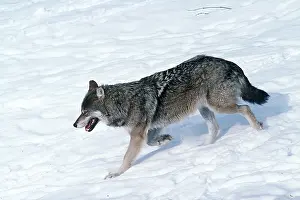 Wolves: EUROPEAN WOLF - side view, walking in snow