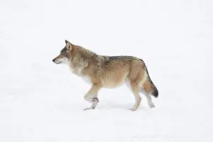 Carnivorous: European Wolf winter