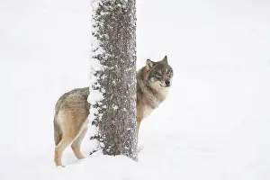 Carnivorous: European Wolf winter