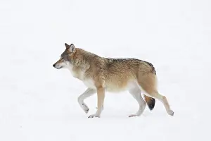 Carnivorous: European Wolf winter