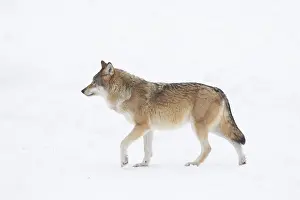 Carnivorous: European Wolf winter