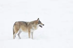 Carnivorous: European Wolf winter