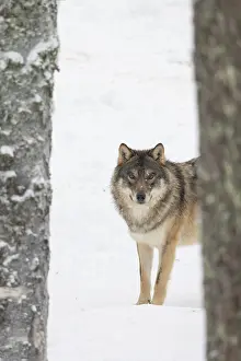 Carnivorous: European Wolf winter