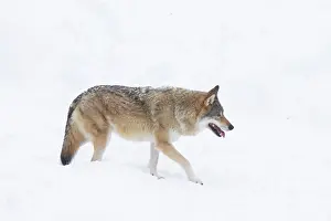 Carnivorous: European Wolf winter