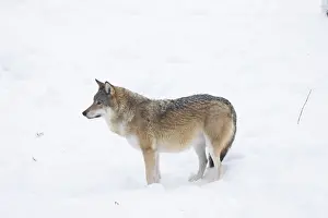 Carnivorous: European Wolf winter