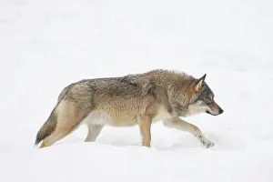 Carnivorous: European Wolf winter