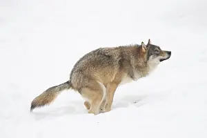 Excrement: European Wolf winter